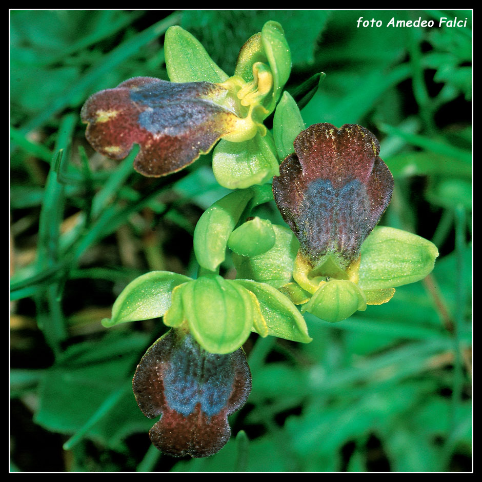 Ophrys del gruppo fusca